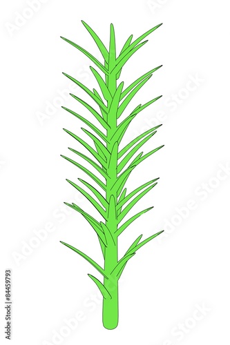 2d cartoon image of moss plant