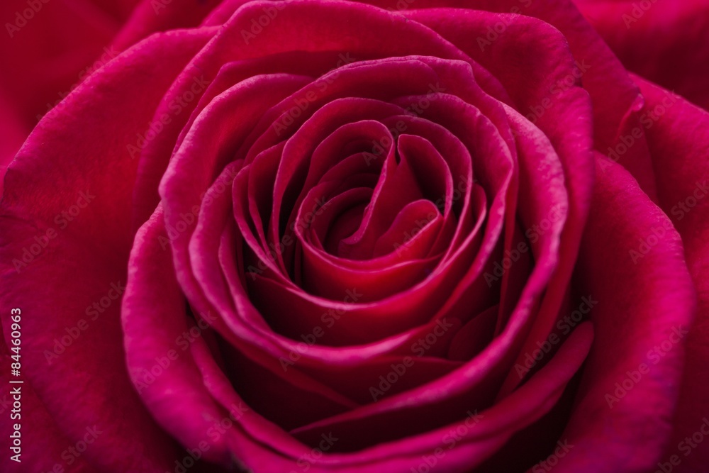 Rose, Single Flower, Flower. Rose, Single Flower, Flower.