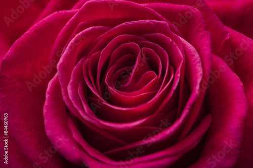 Rose, Single Flower, Flower.