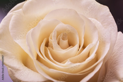 Rose  Single Flower  Flower.