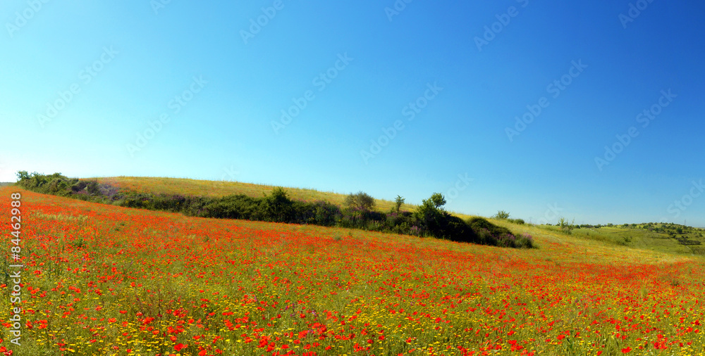 Collina con papaveri alberi e cielo blu