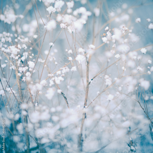 Winter plant background © oksix