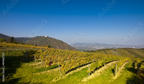 Canvas Print View on the Leopoldsberg Church and the Danube from a Viennese wine yard