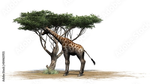 Giraffe on a tree isolated on white background