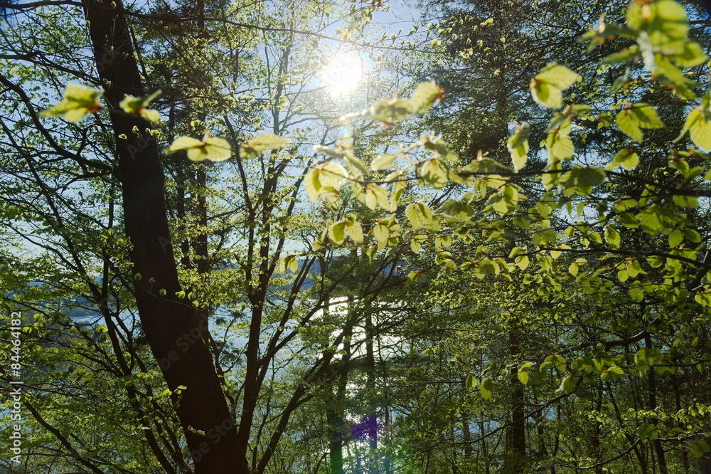 Obraz premium Spring in the Forest / forest in spring