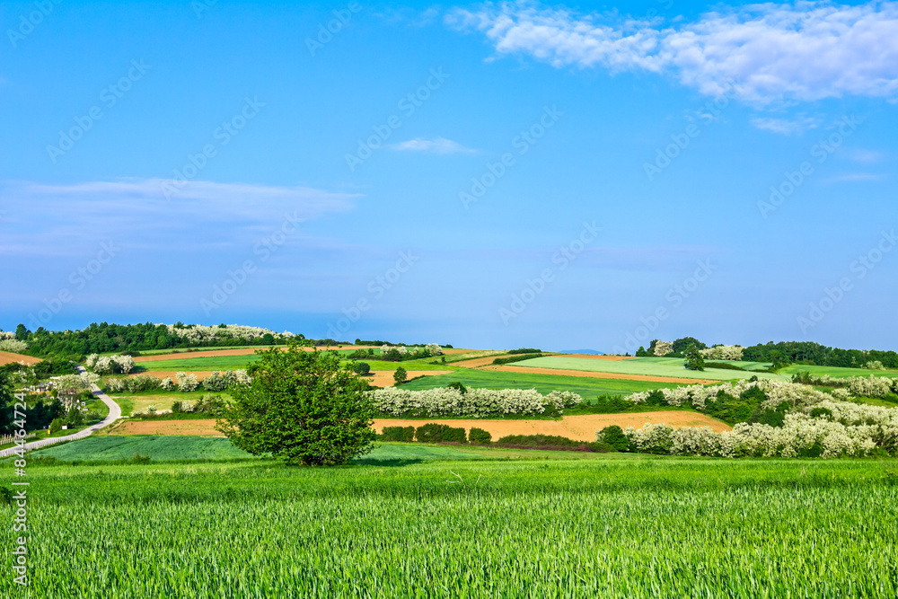 Fototapeta premium Green grain at hilly landscape