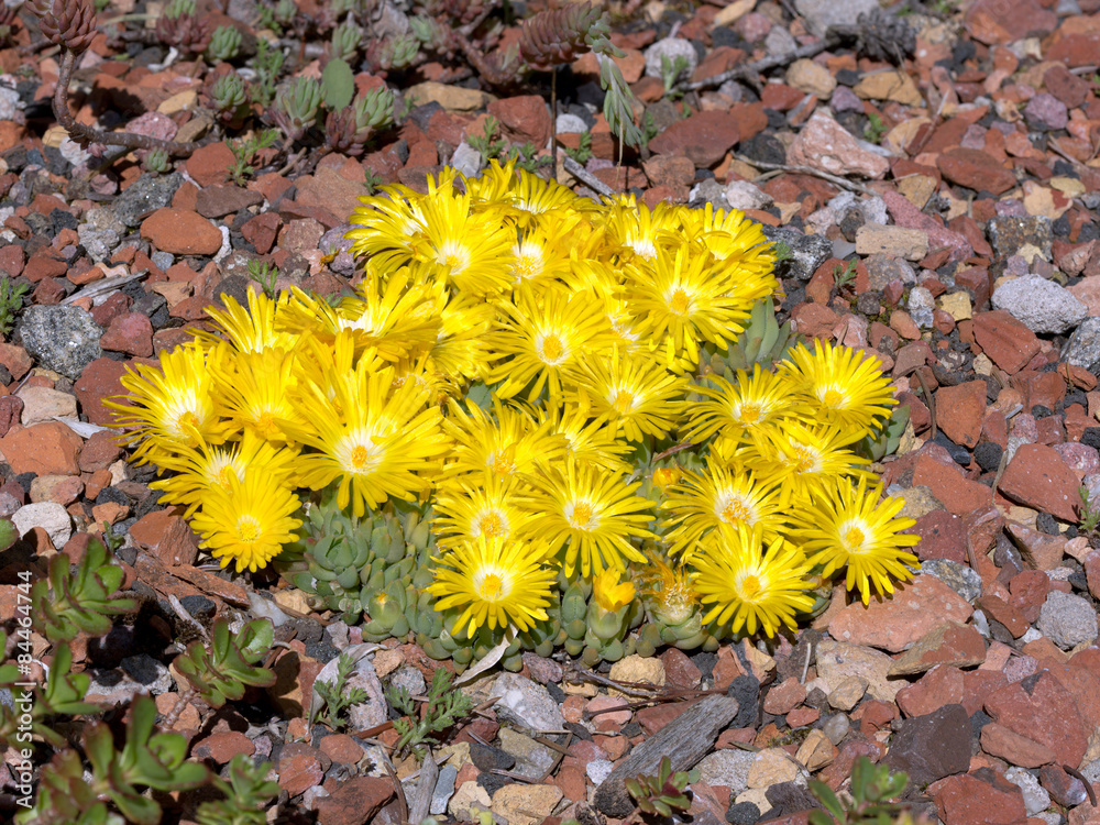 Ice plant (Carpobrotus edulis) with little stones around it