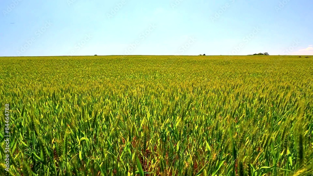Wind moves wheat on the field Wind moves wheat on the field