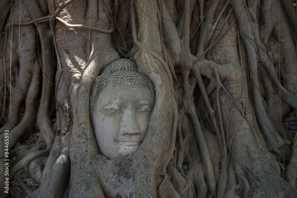 Beautiful old Buddha statue in the tree thailand