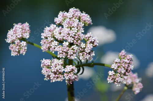 Echter Baldrian in Blüte  photo