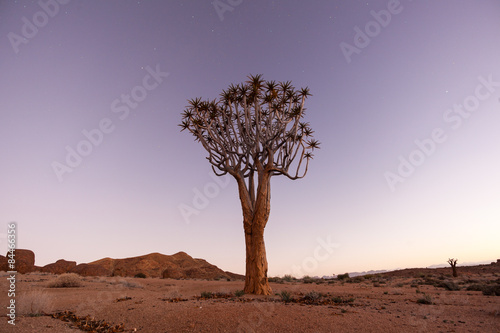 Quiver Tree at Blue Hour
