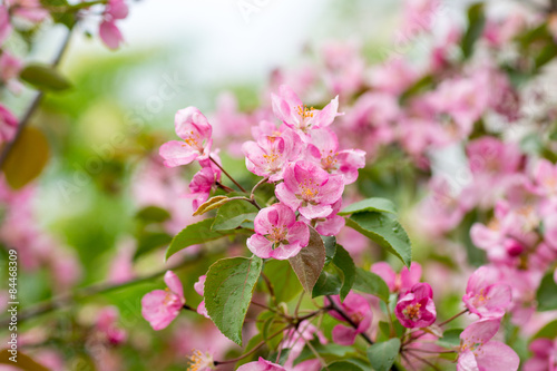 pink apple flowers with pink background