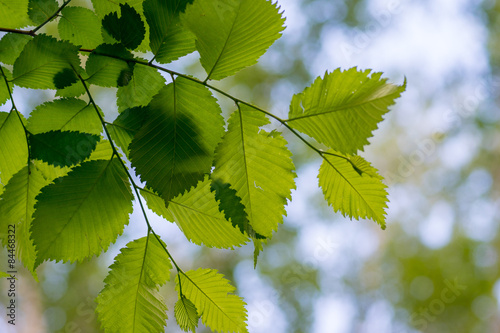 leaves of alder