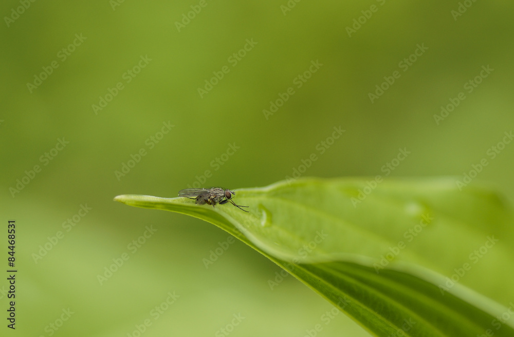 Fliege im Grünen