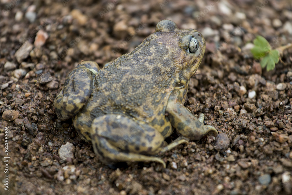 Obraz premium Close up view of the Iberian spadefoot toad (Pelobates cultripes) in nature.