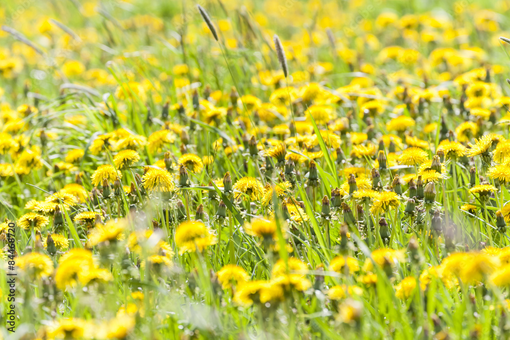 Fototapeta premium Dandelions in springtime in Finland