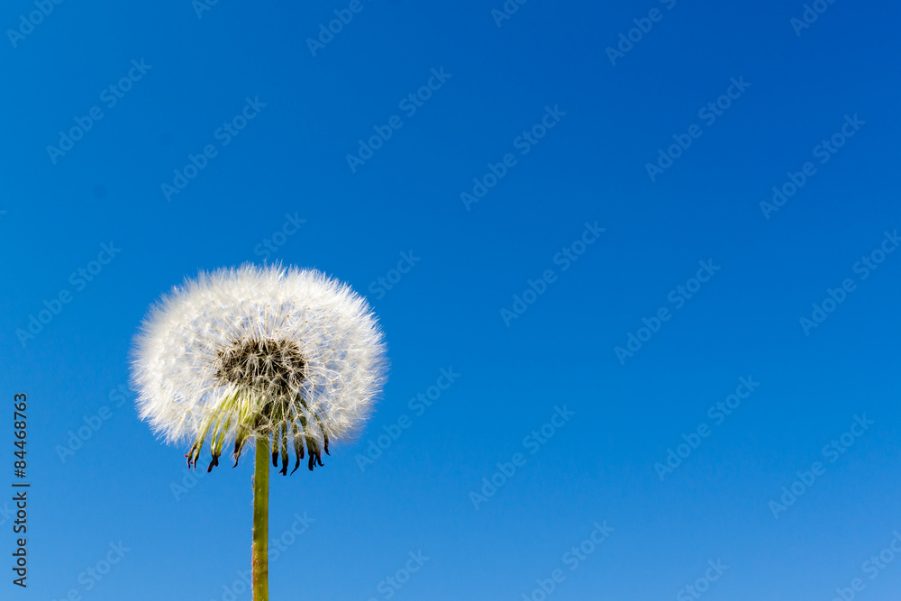 Closeup of Dandelion Seed Head