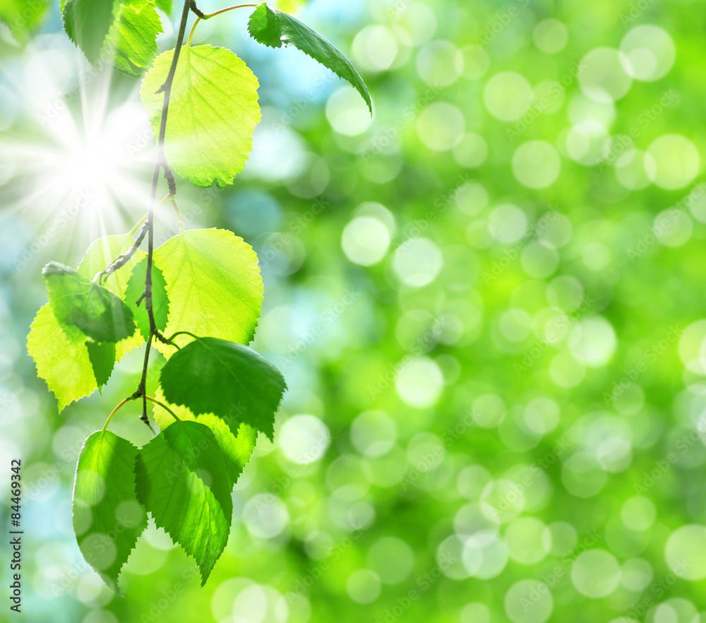 Naklejka premium Natural spring background with fresh birch leaves