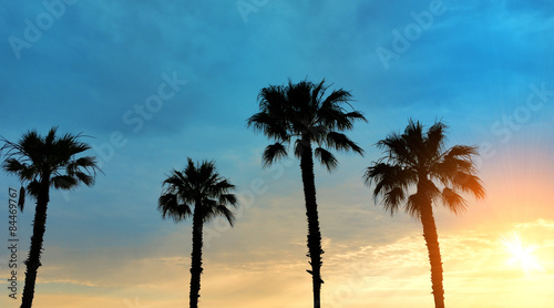 Palm trees sunset © Giovanni Cancemi