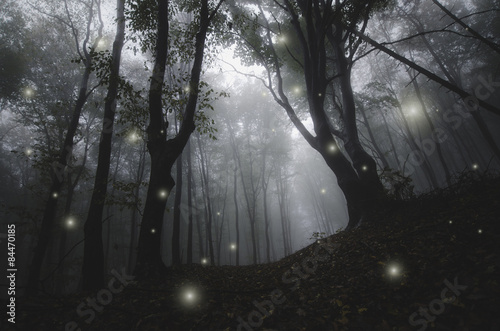 mysterious magical lights sparkling in fantasy forest at night