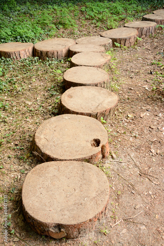 Path made of tree trunk slices