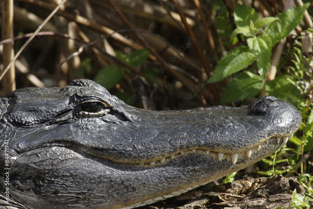 Fototapeta premium Alligator, Alligator missipipiensis, Florida