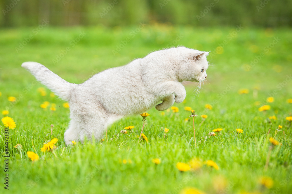 Fototapeta premium White british shorthair cat hunting on the field