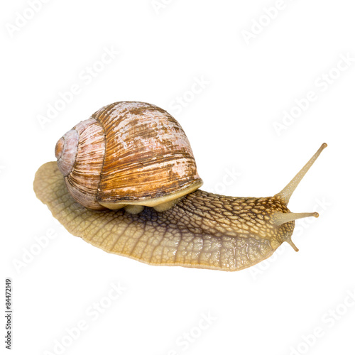 One big snail isolated on white