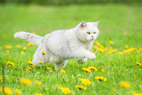 White british shorthair cat running on the field with dandelions