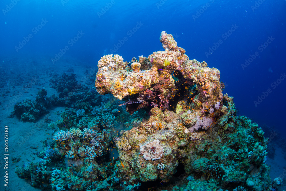 Fototapeta premium Lionfish