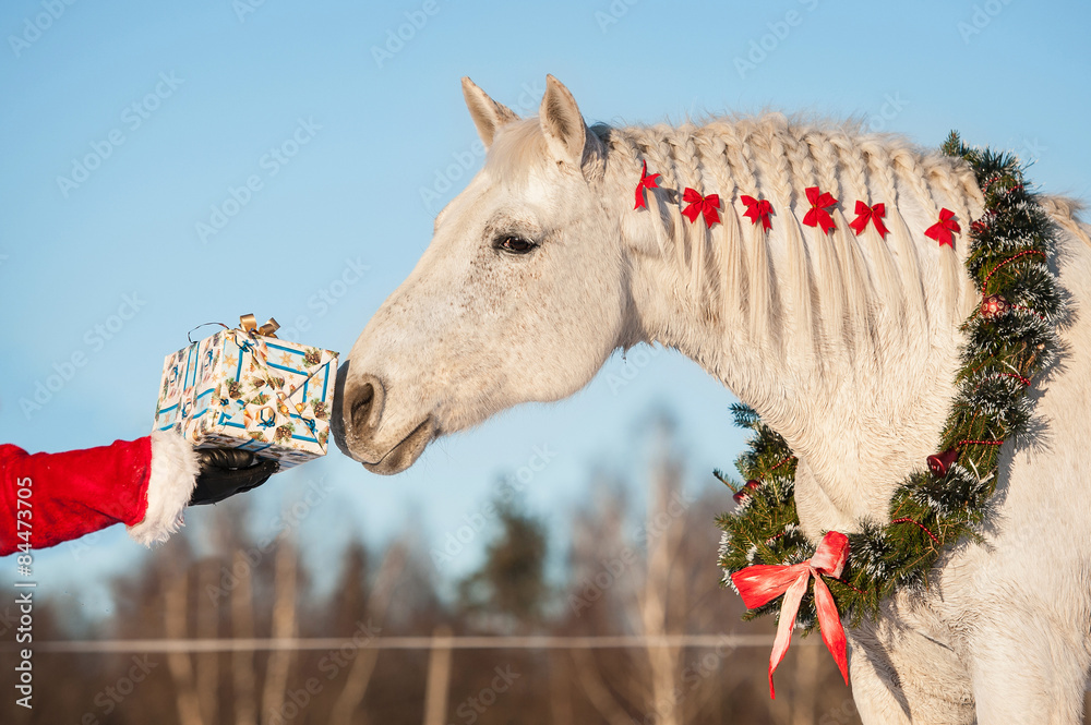Fototapeta premium Biały koń z wieńcem świątecznym biorąc prezent z ręki mikołaja