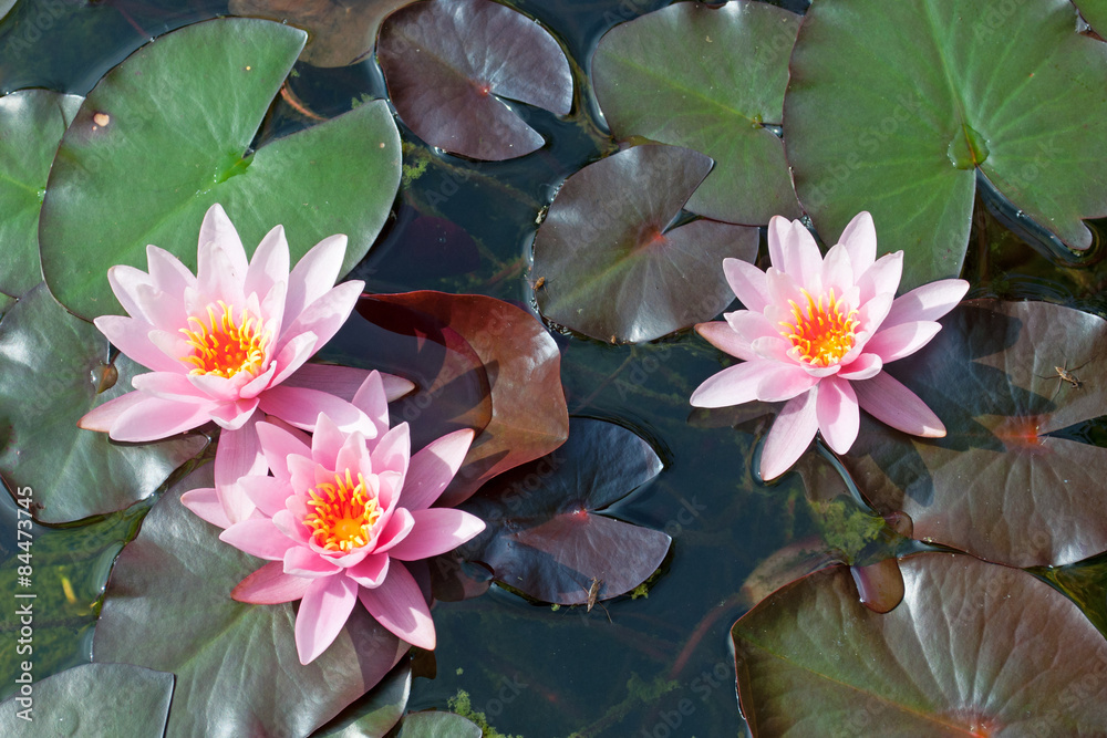 Seerosen - Nymphaea Stock Photo | Adobe Stock