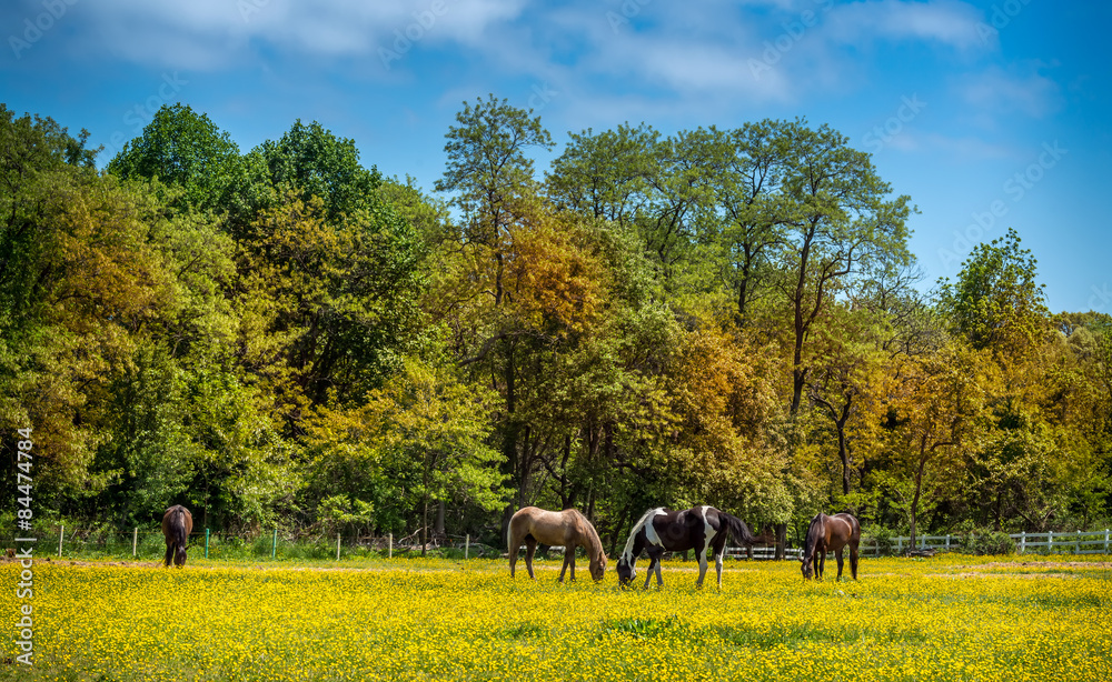 Horses grazing in a field of Buttercups on a Maryland farm - obrazy, fototapety, plakaty 