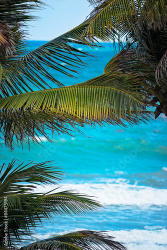 Tropical beach palm tree coconut Tobago summer wave Caribbean travel 