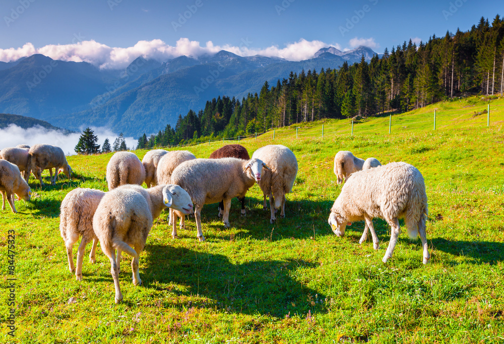 Sheep on alpine pasture in sunny summer day.