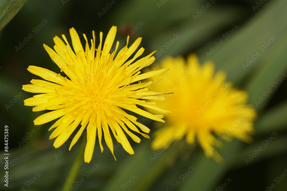 Field Sow Thistle Field Sow Thistle