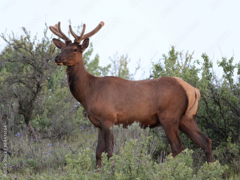 Roosevelt Elk with New Antlers and Head Up Roosevelt Elk with New Antlers and Head Up