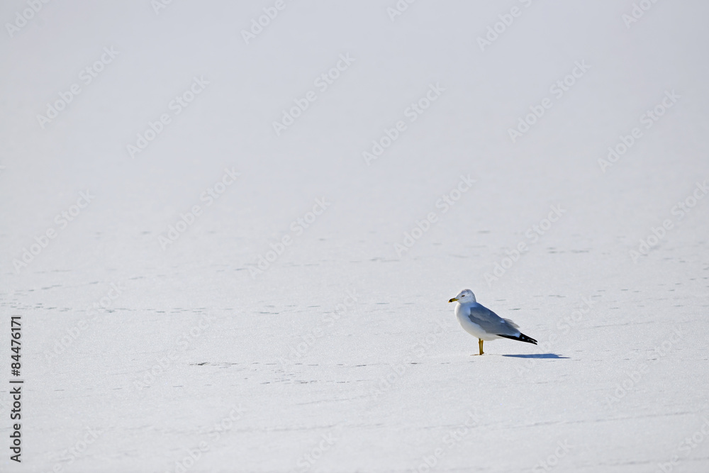 Naklejka premium Seagull standing alone on a frozen lake in Winter
