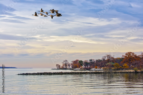 Geese flying over the Chesapeake Bay in Autumn
