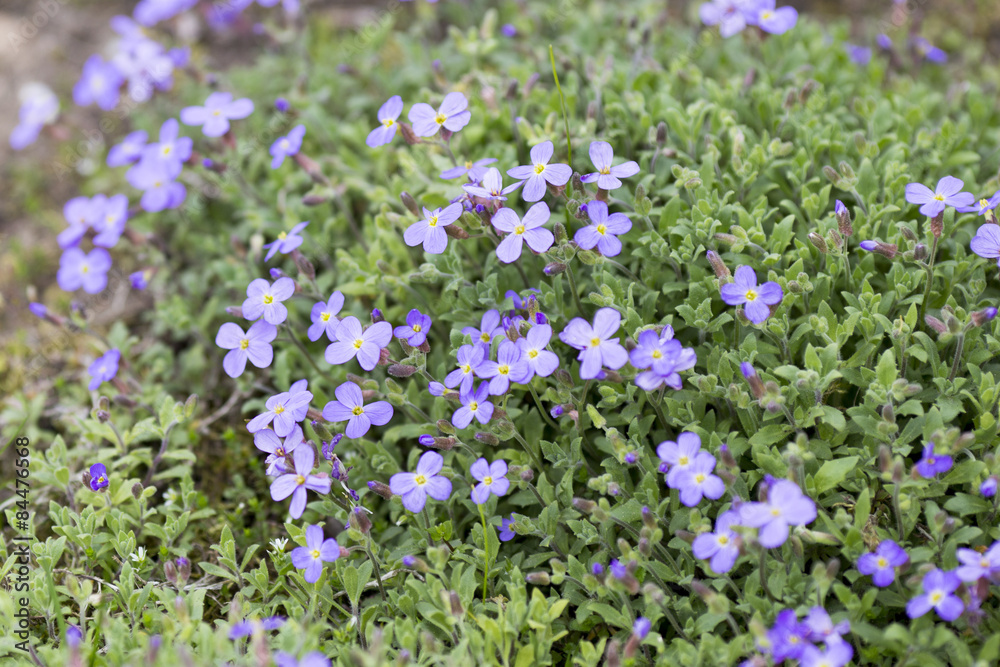 Naklejka premium Flowers.