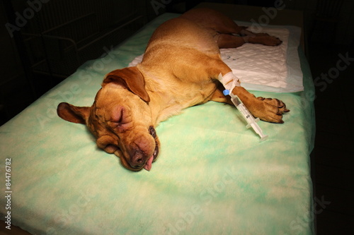 Swelling eyelid and syringe in limb by vizsla dog on operating table