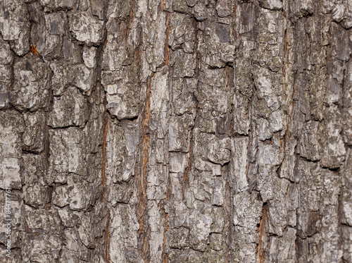 Tree bark texture