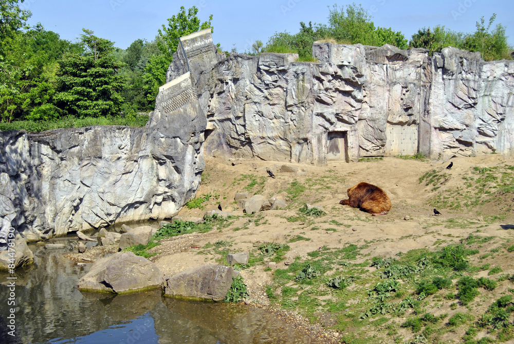 Obraz premium Schlaffender Bär