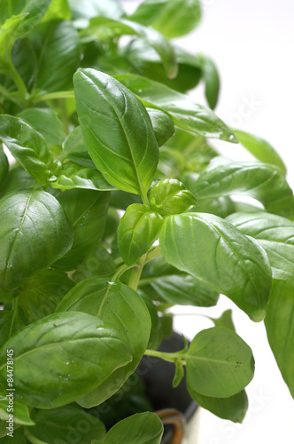 Fototapeta Basil leaf