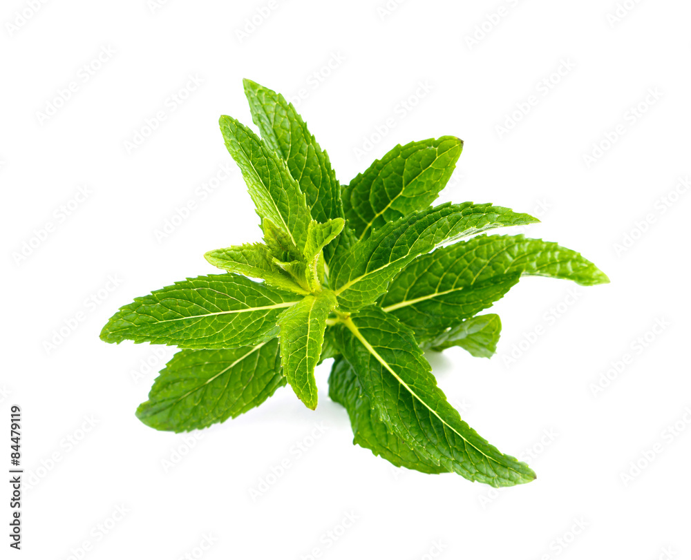 Fresh green mint. Fresh green mint.