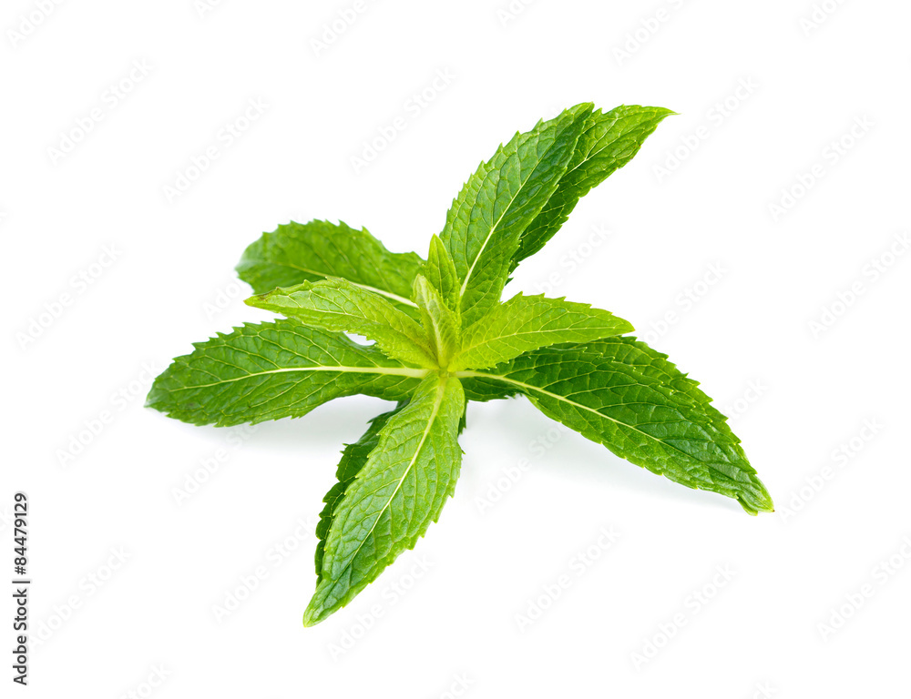 Fresh green mint. Fresh green mint.
