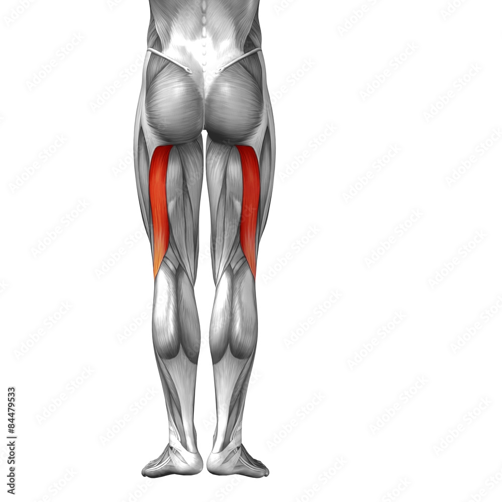Conceptual 3D human back upper leg muscle anatomy Stock Illustration