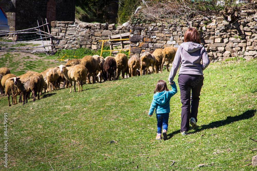 Fototapeta premium Un dia en la Granja