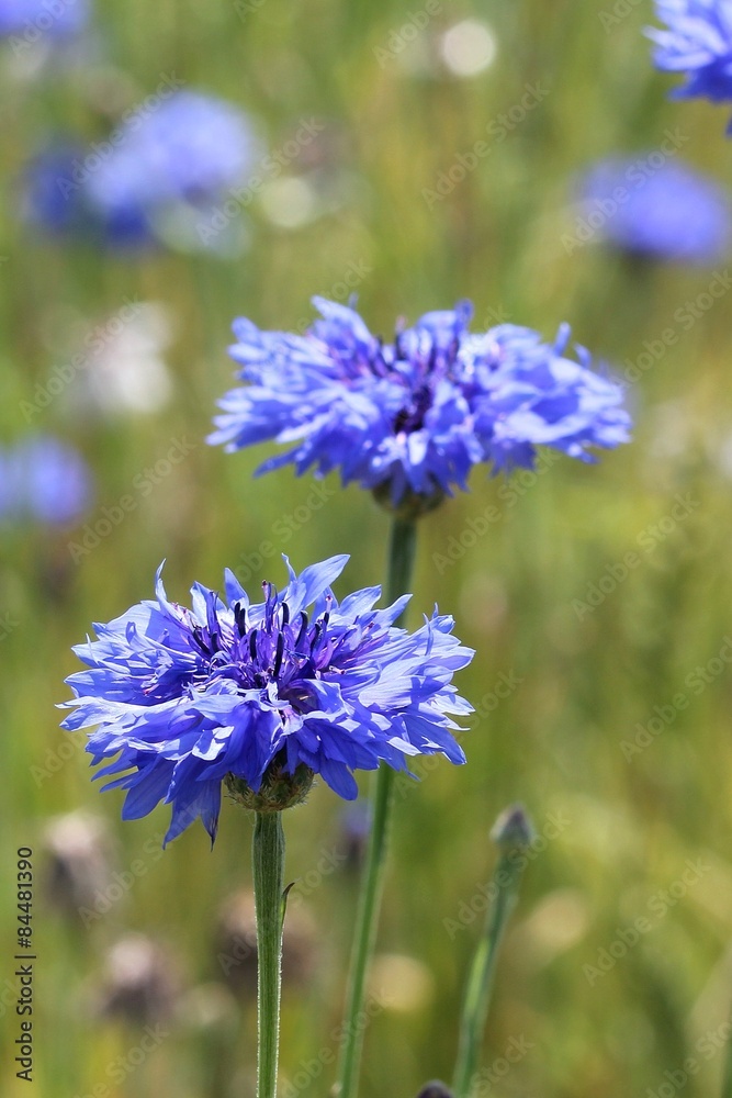 Cornflower Cornflower