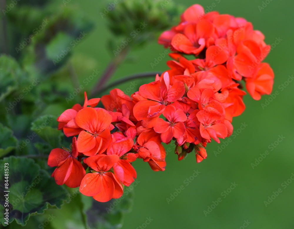 Obraz premium fleurs